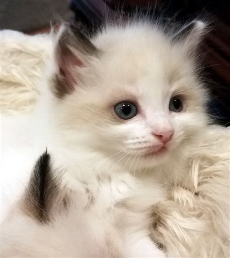 los angeles ragdoll kittens|ragdoll kittens for sale california.